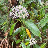 7. Chassalia_corallioides-Bois_de_corail_des_bas-RUBIACEAE-Endemique_Reunion.jpeg