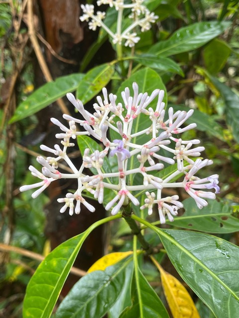 8. Chassalia_corallioides-Bois_de_corail_des_bas-RUBIACEAE-Endemique_Reunion.jpeg