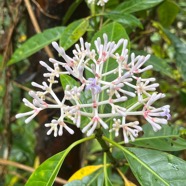 8. Chassalia_corallioides-Bois_de_corail_des_bas-RUBIACEAE-Endemique_Reunion.jpeg