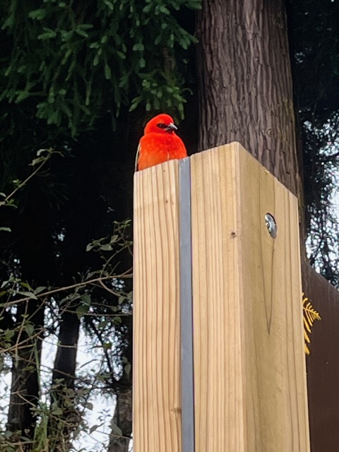 9. Foudia madagascariensis Cardinal Ploceidae Madagascar.jpeg