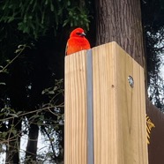 9. Foudia madagascariensis Cardinal Ploceidae Madagascar.jpeg