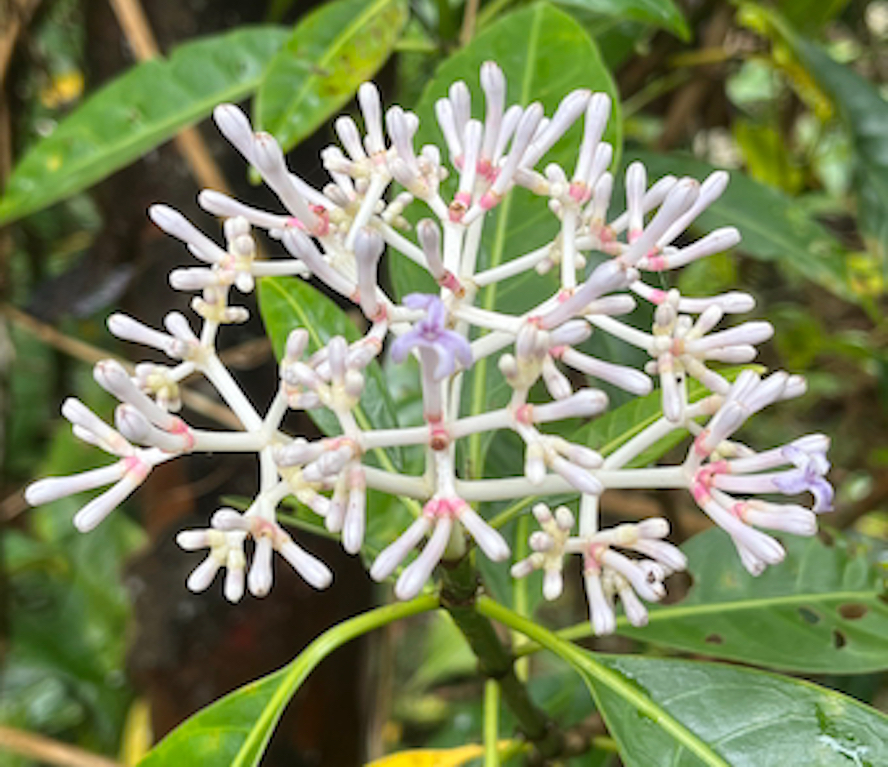 LE ROI DES TAMARINS 9 d&eacute;cembre 2025