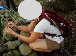 Fécondation d'Angraecum sesquipedale (2)