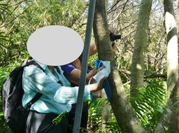 Photo-identification Leia Bois d'éponge