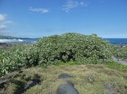 veloutiers spontanés