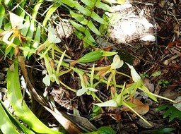 Angraecum eburneum le 17 août 2021