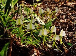 Angraecum eburneum le 5 août 2021