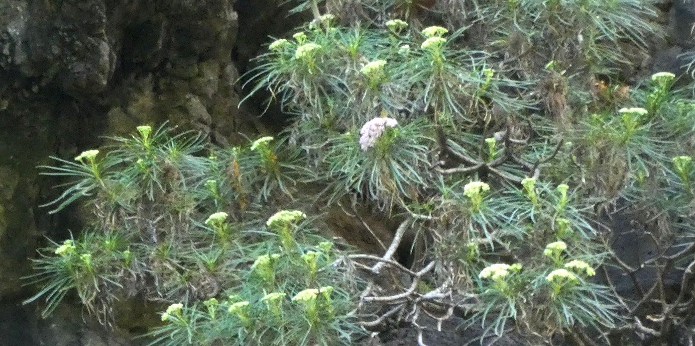 Bois de Paille en Queue++ (2)