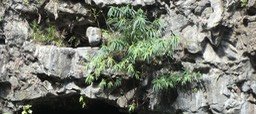 Bois de' Paille en queue++