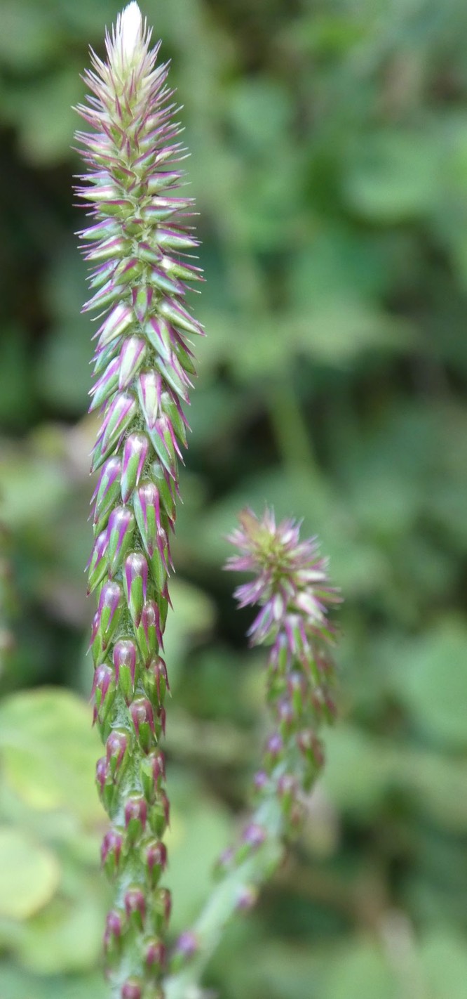 Herbe d'Eugène++ (2)