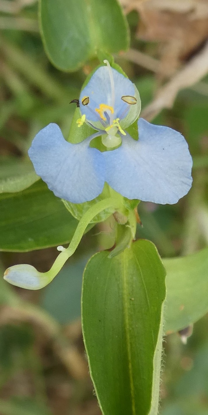 Petite herbe de l'eau++ (1)