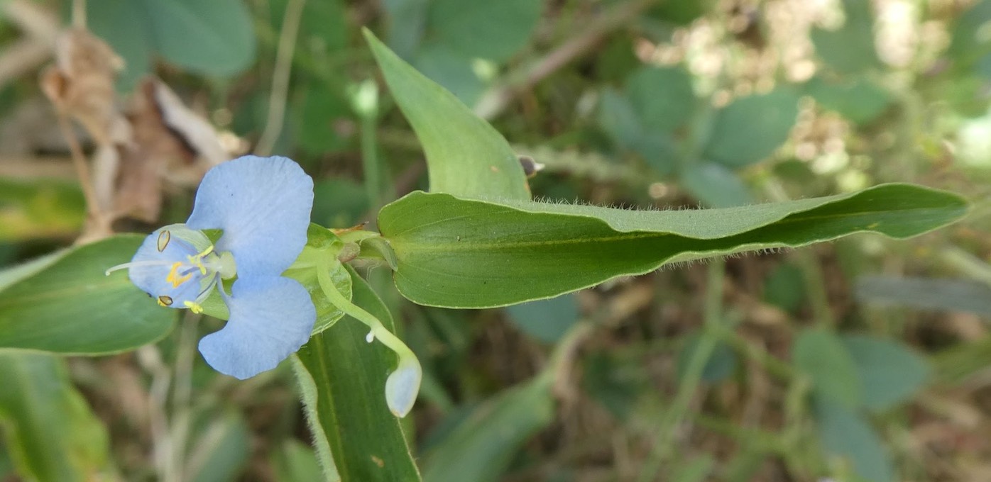 Petite herbe de l'eau++ (2)