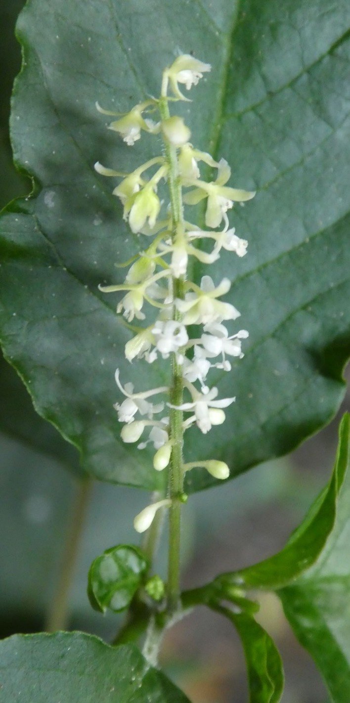Ti Groseille (fleurs)