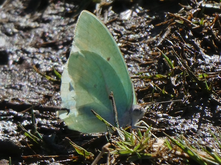 Catopsilia florella (11)