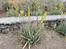 IMG_2099
