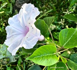Ipomoea carnea. convolvulaceae. espèce envahissante.IMG_2457