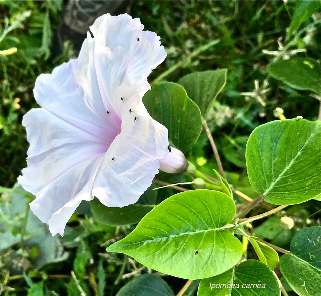 Ipomoea carnea. convolvulaceae. espèce envahissante.IMG_2457