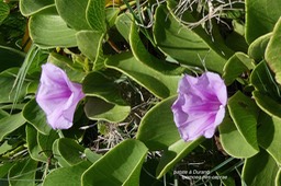 Ipomoea pes-caprae .patate à Durand.convolvulaceae.indigène Réunion.P1018727