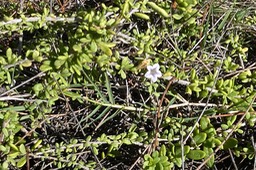 Lycium mascarenense. souveraine de mer .solanaceae. indigène Réunion.P1018652