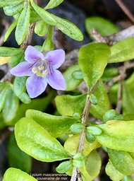 Lycium mascarenense. souveraine de mer. solanaceae.indigène Réunion.IMG_2501