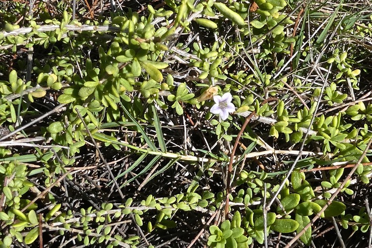 Lycium mascarenense. souveraine de mer .solanaceae. indigène Réunion.P1018652