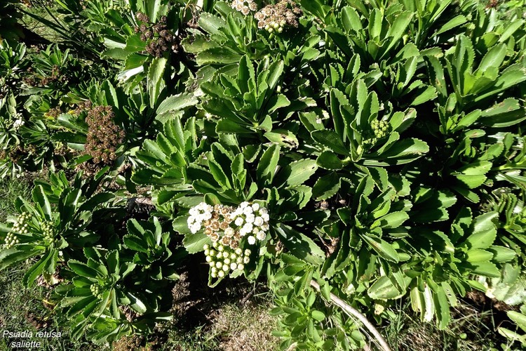 Psiadia retusa.saliette.asteraceae.endémique Réunion.P1018619