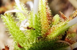 Fourmis capturées par Plumbago zeylanicum
