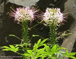 P1160018