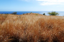 Savane et mer