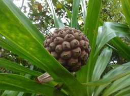 05  3 Pandanus purpurescens Fruit fDSC03060