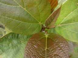 19 2 Ficus DSC03081