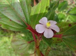 23 Tristema mauritiana DSC03089