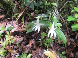 18. Angraecum mauritianum - Faux Faham - EPIDENDROIDEAE - Indigène Réunion