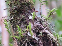 21. ??? Angraecum pectinatum -  -   IMG_2726.JPG