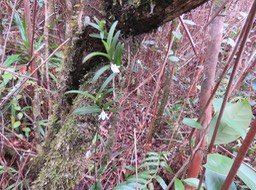 22. ??? Angraecum pectinatum -  -