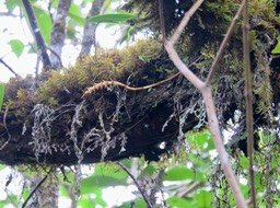 24. Bulbophyllum ???? sp