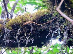 25. Bulbophyllum ??? sp.