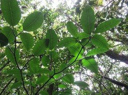 5. Tabernaemontana mauritiana - Bois de lait - Apocynaceae - Endémique La Réunion et Maurice IMG_2700.JPG