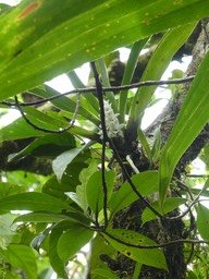 Angraecum bracteosum - EPIDENDROIDEAE - Endémique Réunion