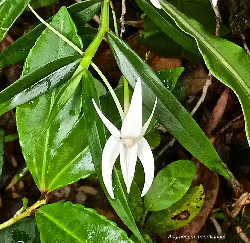 Angraecum mauritianum. orchidaceae. indigène Réunion.IMG_7866