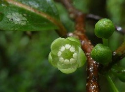 Casearia coriacea - Bois de cabri rouge - SALICACEAE - Endémique Réunion, Maurice.