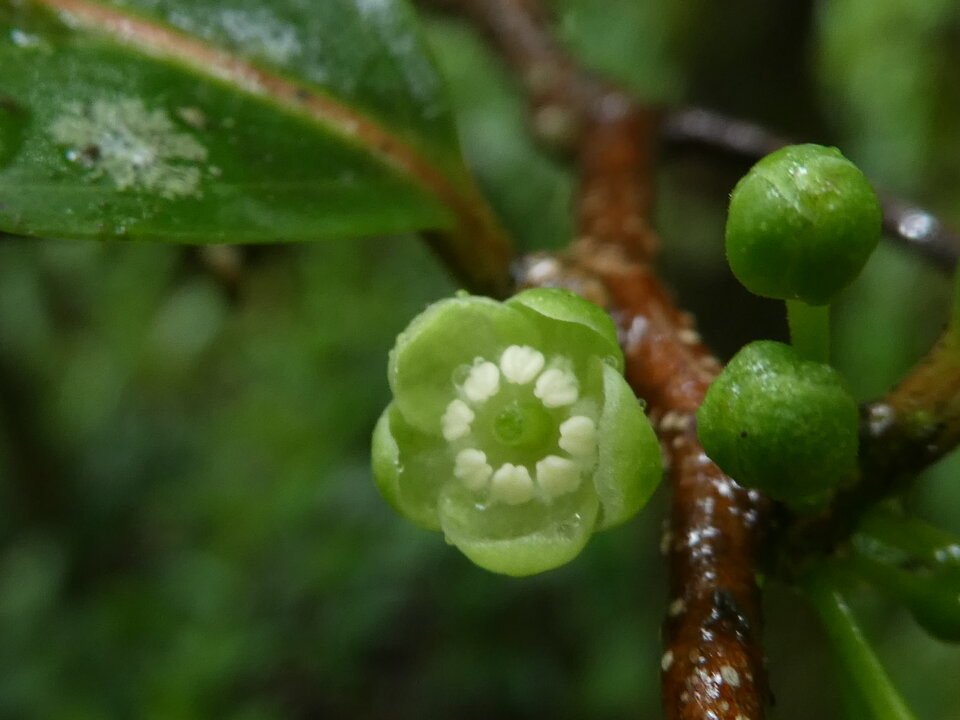 Casearia coriacea - Bois de cabri rouge - SALICACEAE - Endémique Réunion, Maurice.