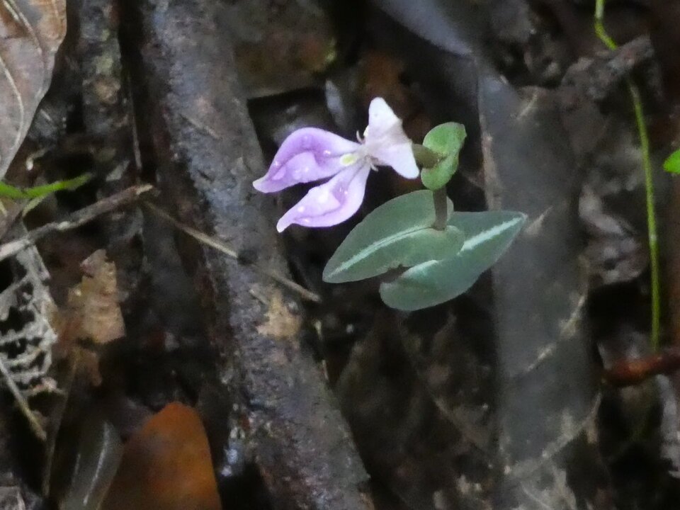Disperis cordata - ORCHIDOIDEAE - Indigène Réunion