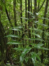 Tambourissa elliptica - Bois de tambour - MONIMIACEAE - Endémique Réunion 