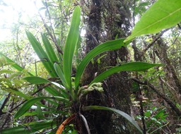 Angraecum cadetii - EPIDENDROIDEAE - Indigène Réunion
