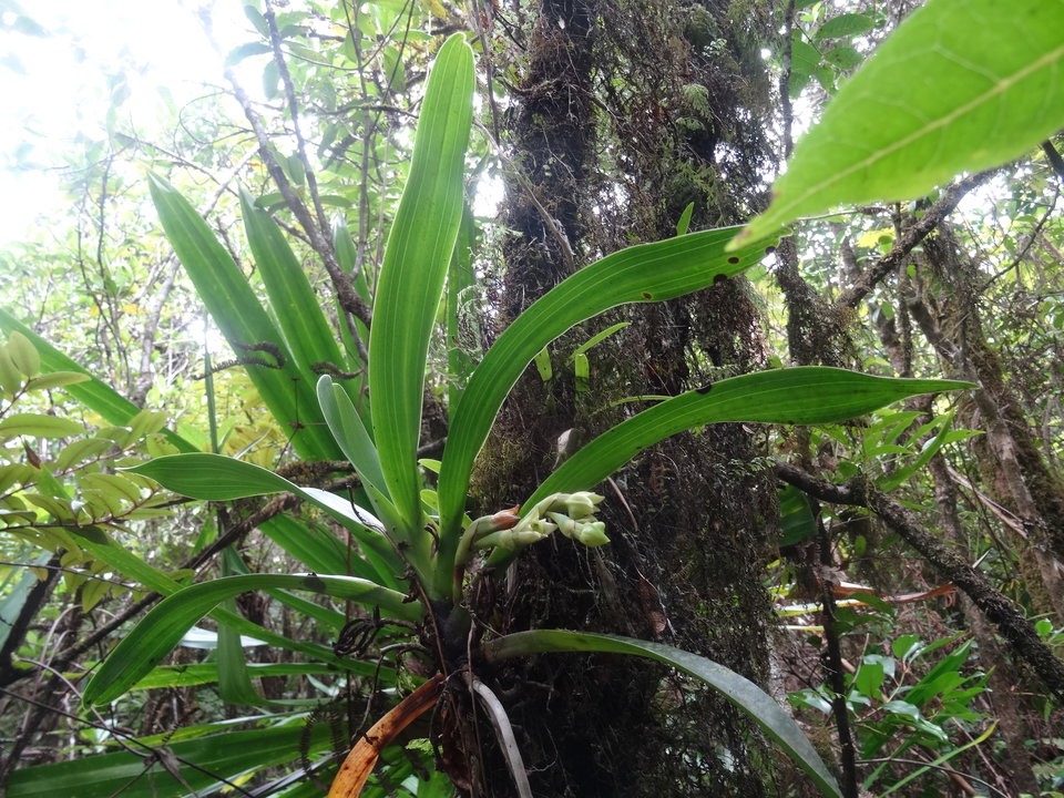 Angraecum cadetii - EPIDENDROIDEAE - Indigène Réunion