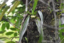 Angraecum cadetii -