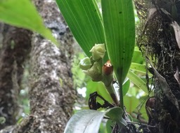 Angraecum cadetii