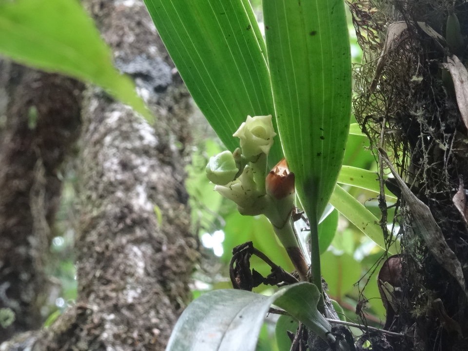 Angraecum cadetii