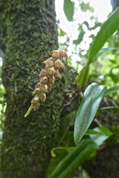 BUlbophyllum bernadetteae Castillon  .P1700966